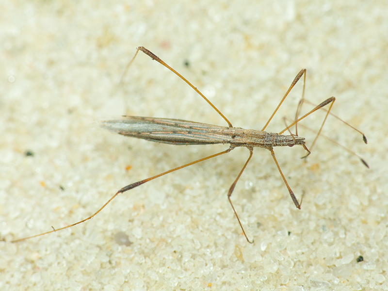 Neides tipularius (Linnaeus, 1758)